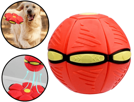 BouncyDog (2) BouncyDog